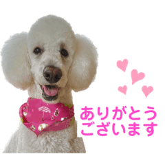 Cheerful Poodle Momo
