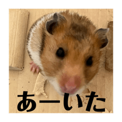 hamster-a