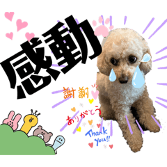 仁と礼　可能思考のトイプードル兄弟2023