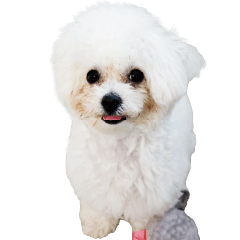 Bichon Frize puppy named Mayo 2