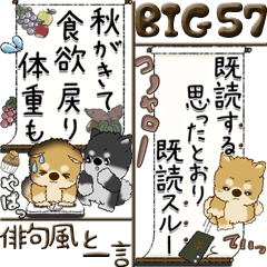 【Big】柴犬.ちゃちゃ丸57『俳句風と一言』