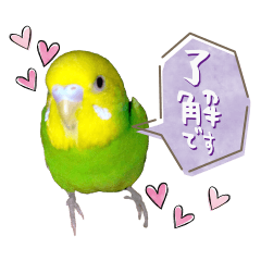 P-chan The Budgeriga