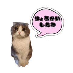 rmvc_nyanstamp