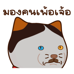 Tangngaew the orange cat
