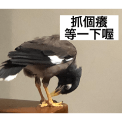 鳥兒在幹嘛