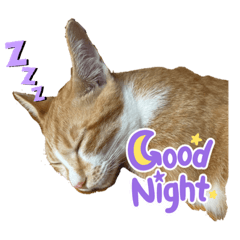 cutecat my friend