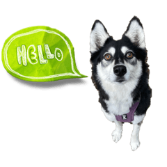 Sakura_20230818003352