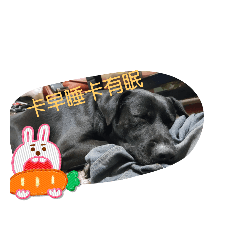 阿吉家犬汪汪叫