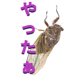 From a cicada2-BIG