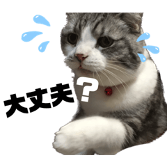 わたしたちのゴン。