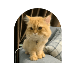 Cat name Garfield y_y