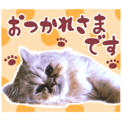 Cat sticker,Chama2