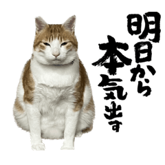SAYA_20230819184829 - Stiker LINE | LINE STORE