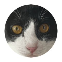 round cat stampp
