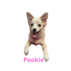 Pookie (our lovely one)
