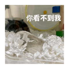 拉布の鼠生回憶錄