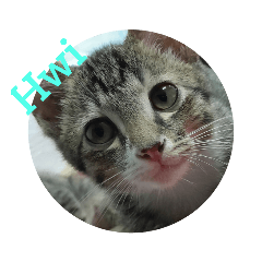 Meow Meow Stickers by "Jason" (ENG)