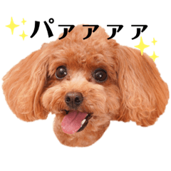 toy poodle daily phrases