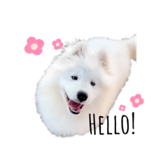 Samoyed Lover 1