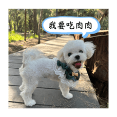 球爺的日常生活