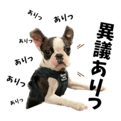 Boston terrier Waku chan