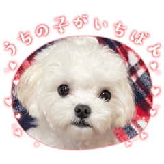 Maltesekinako
