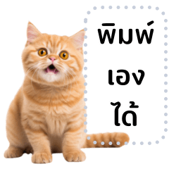 Non Maew Som Cute : Message Sticker