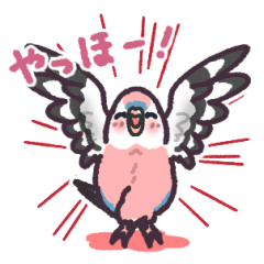 Bourke's parrot, pink parakeet sticker6