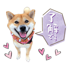 Three  Shiba Inu's Sticker 1