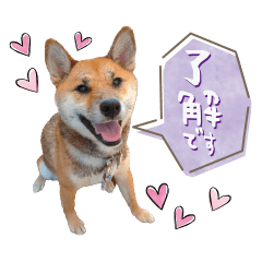 Three Shiba Inu's Sticker 2