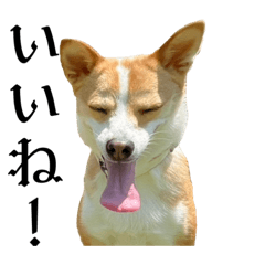 犬のモモちゃんのスタンプ