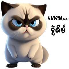 Chaiyo is Siamese Cat (THAI)