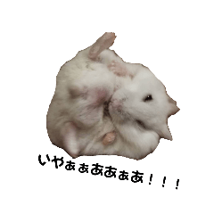 cholo_20230823203029