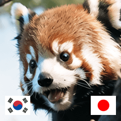 KR JP cute animal red panda