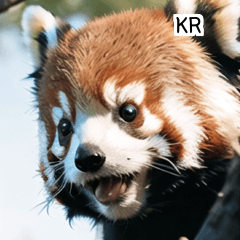 KR cute animal red panda  A