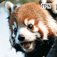 JPN かわいい動物レッサーパンダ