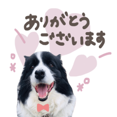 LILY's sticker!