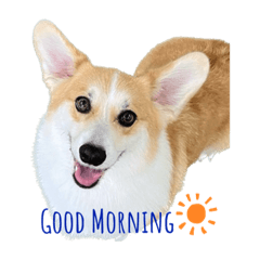 Corgi 2