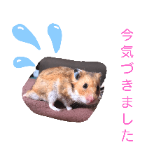 My_Hamster_Stamp