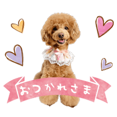 Toy poodle Kurumi's Sticker