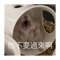 丁丁噹噹叮