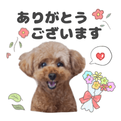 Toypoodle cute stickers.