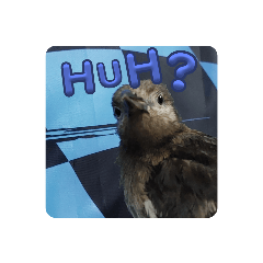 Hana_20230824221944