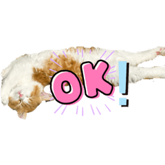 kinako.rin