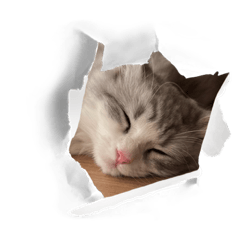 Cat Stamp Part 1