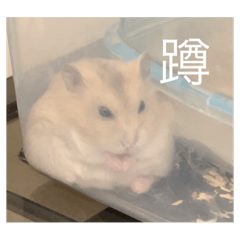 鼠鼠來囉！