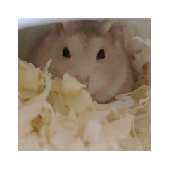 三吱跟小妹 – LINE貼圖 | LINE STORE