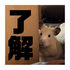chocomint_20230825191943