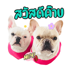 French Bulldog -Jaokhun&Kaiwan