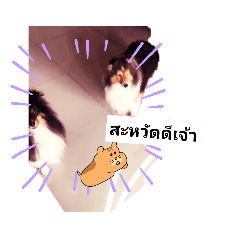 หมาdog กะด่างกะดำ